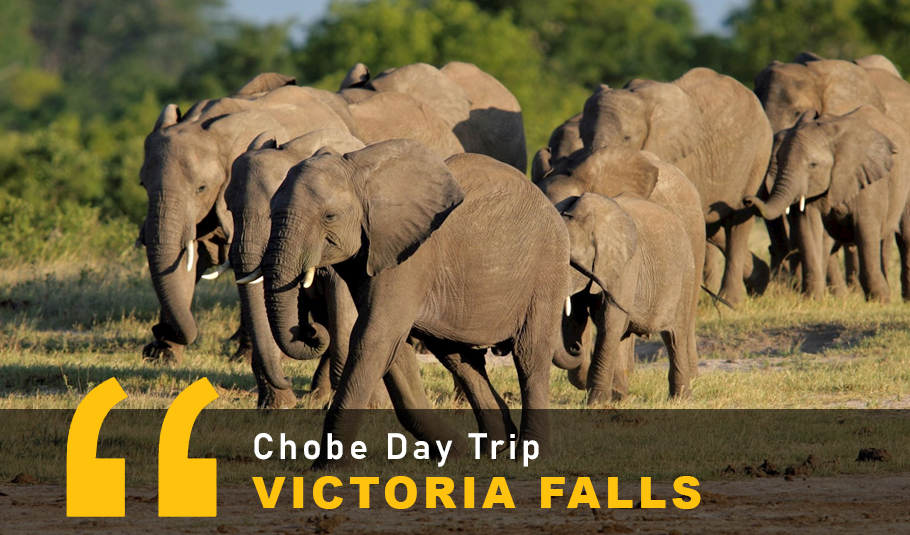 Victoria Falls Chobe Day Trip 
