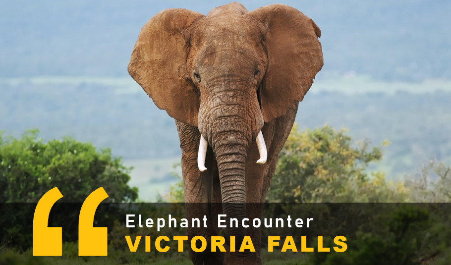 Victoria Falls Elephant Encounter
