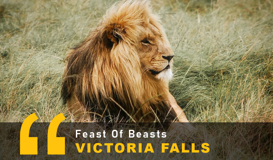 Victoria Falls Wildlife