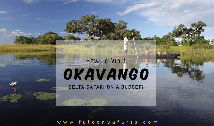 HOW TO VISIT OKAVANGO DELTA SAFARI ON A BUDGET