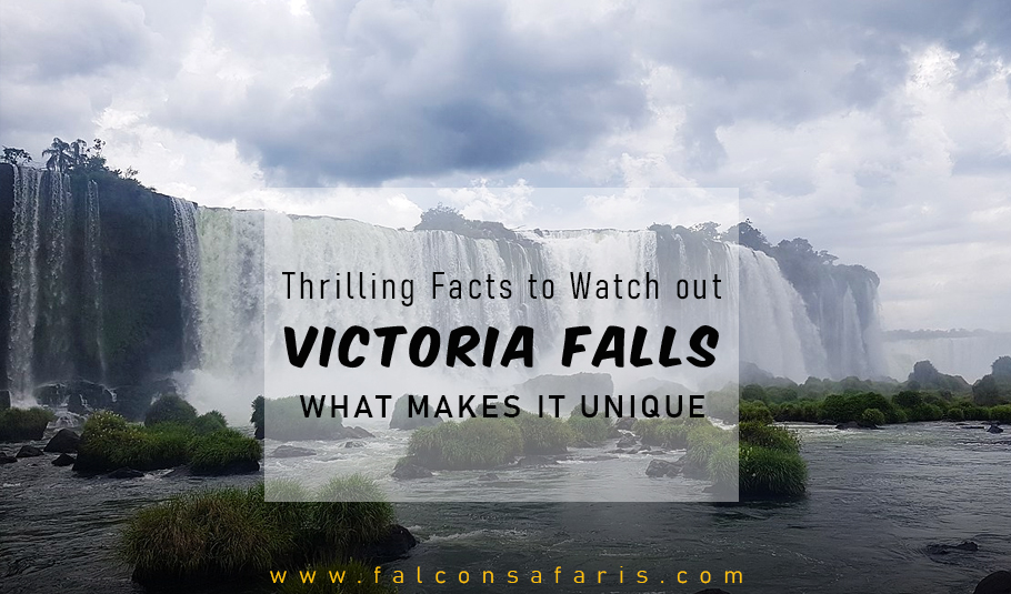 Thrilling Facts of Victoria Falls Tours