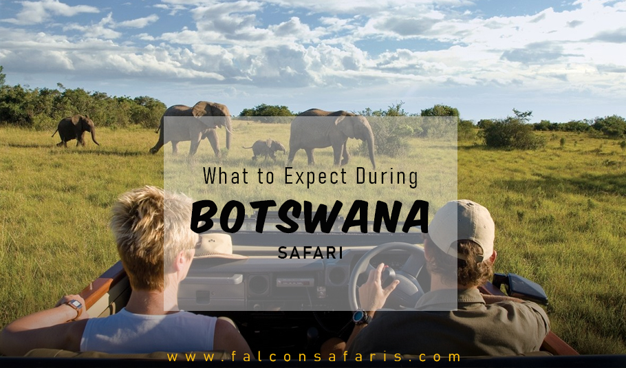 Botswana Safari Tours