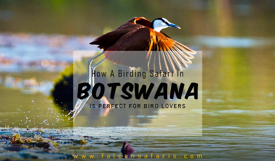 Birding Safari In Botswana