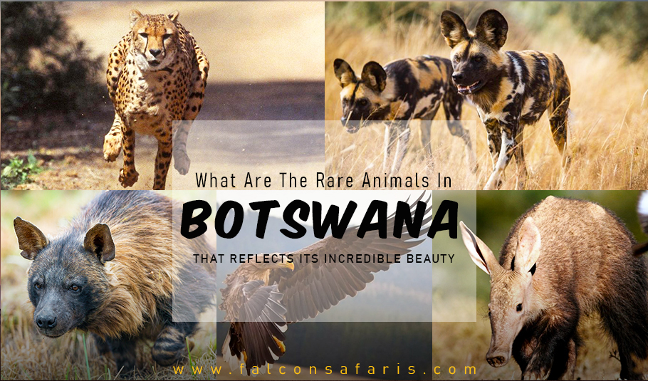 Botswana Wildlife