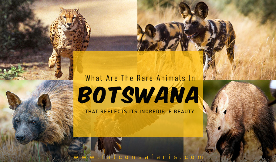 What are the rare animals that reflect the incredible beauty of Botswana’s Wildlife?