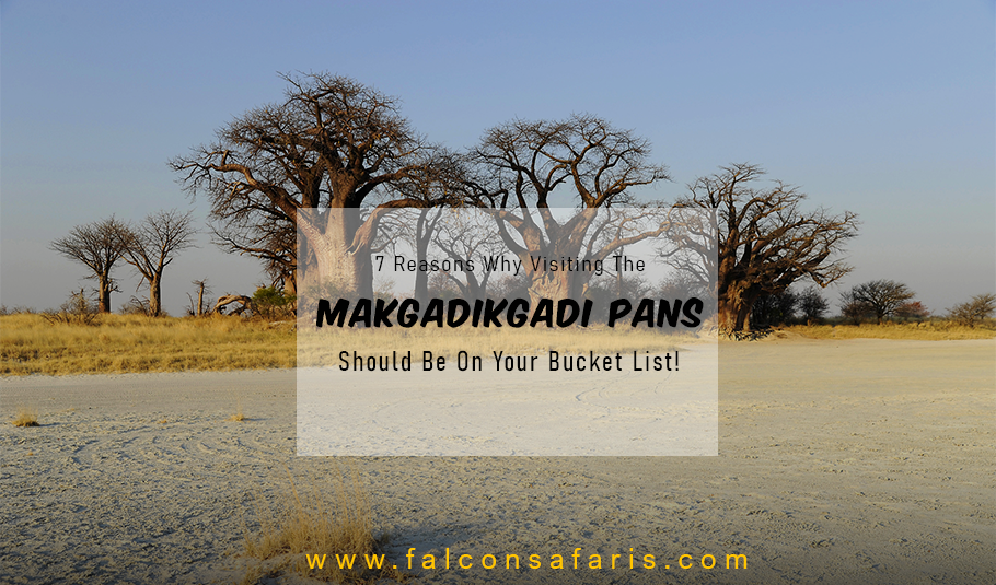 7 Reasons Visiting To The Makgadikgadi Pans On Your Bucket List!Falcon