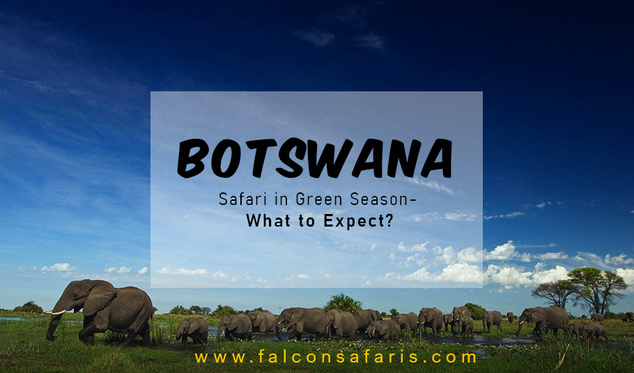 Botswana Safari