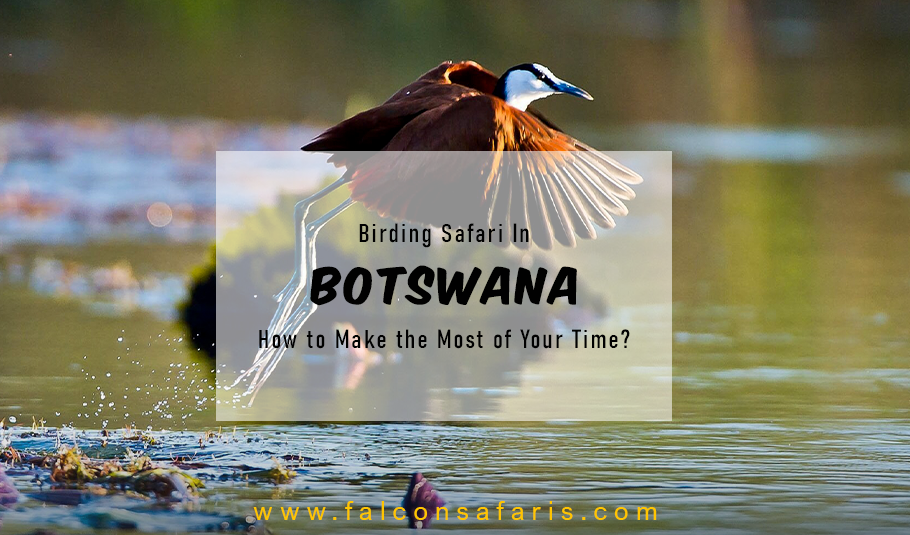 Birding Safari In Botswana