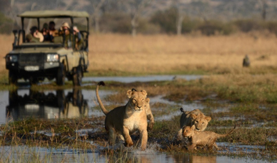 Safari In Botswana