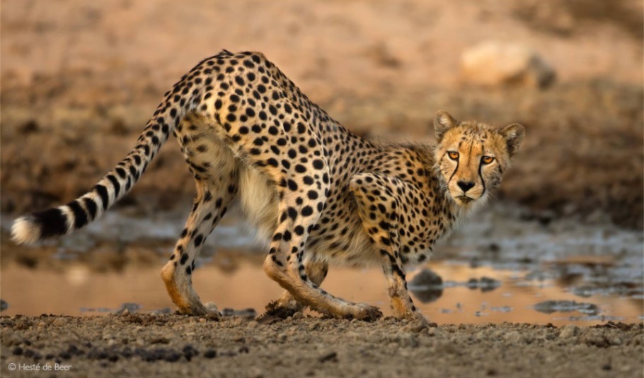 Botswana Wildlife