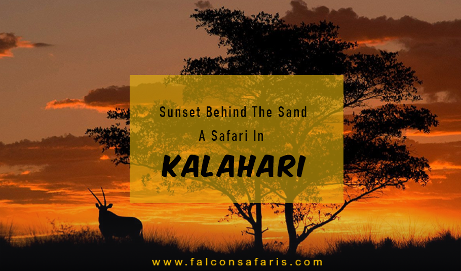Kalahari Safari