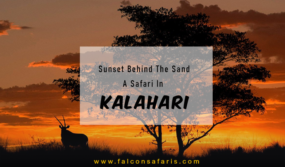 Safari In Kalahari