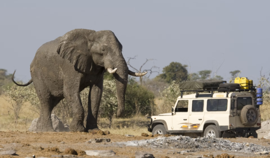 Best Self-Drive Botswana Safari Packages 
