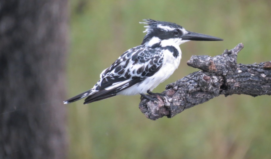 Botswana Birdwatching Paradise