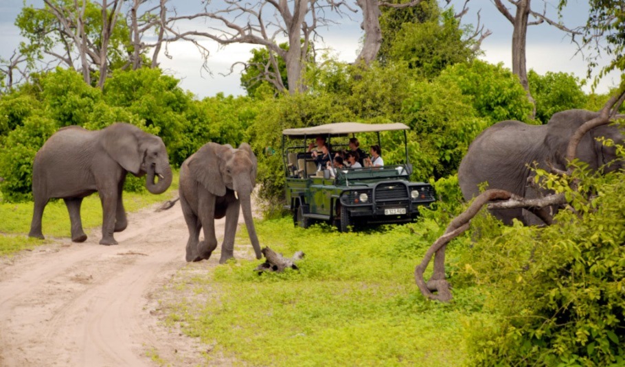 Botswana Safari Game Drives 