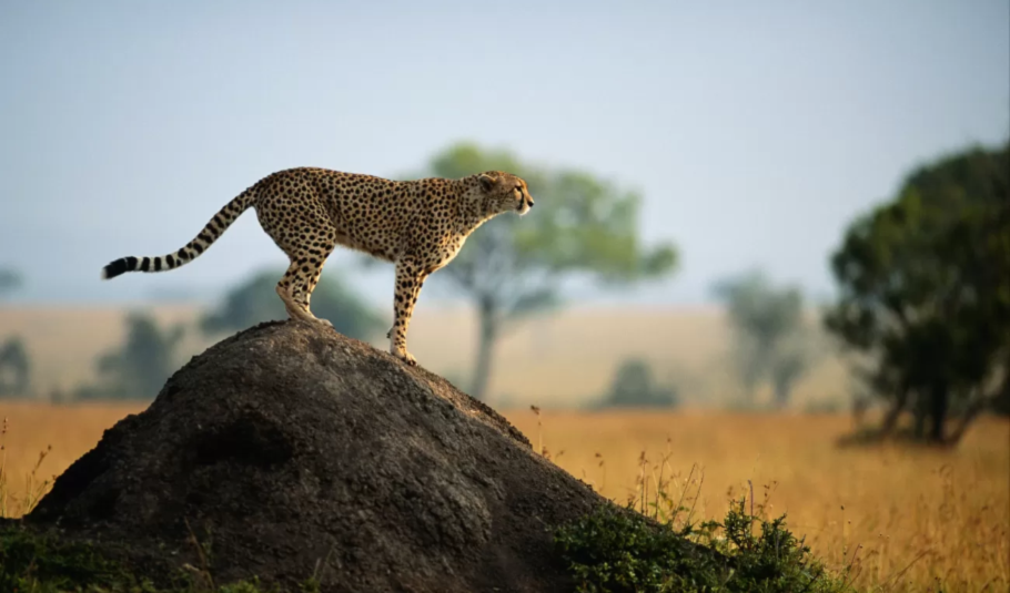 Chobe National Park