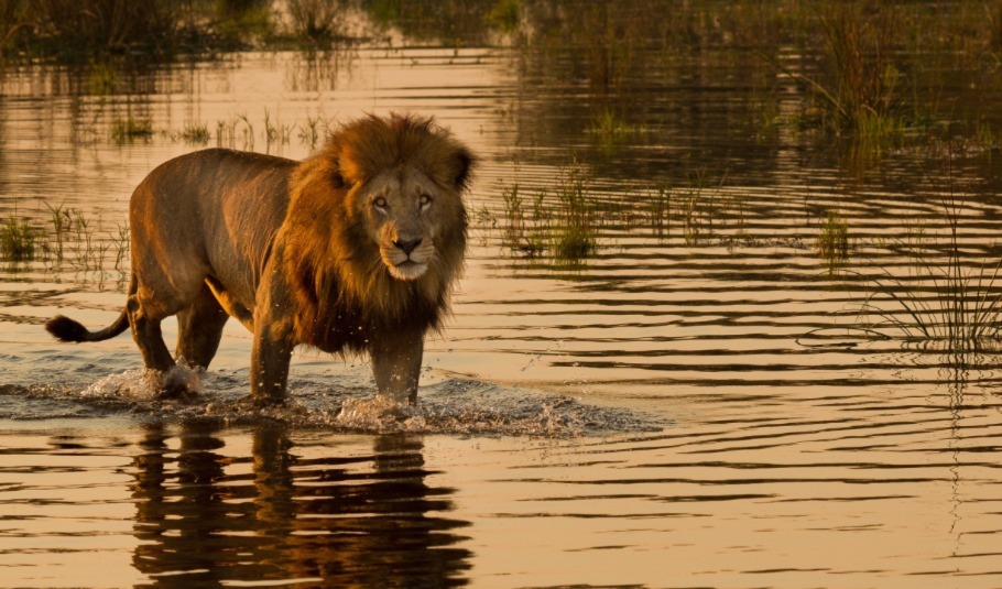 Botswana Safari