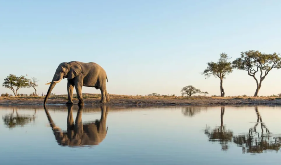 Botswana Safari