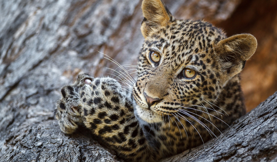 Botswana Wildlife Photographic Safari