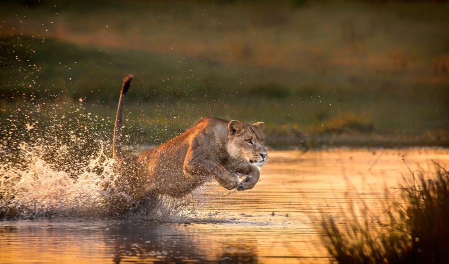 Botswana Wildlife