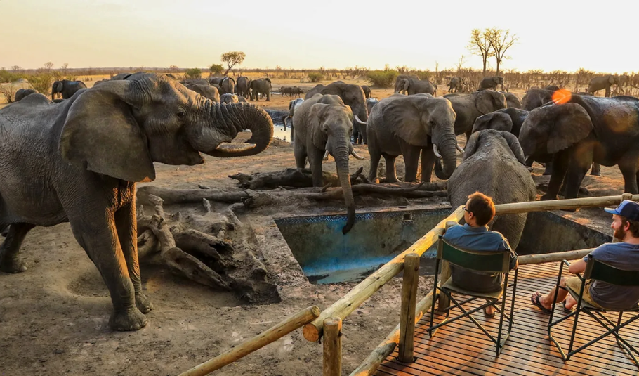 Elephant Encounters