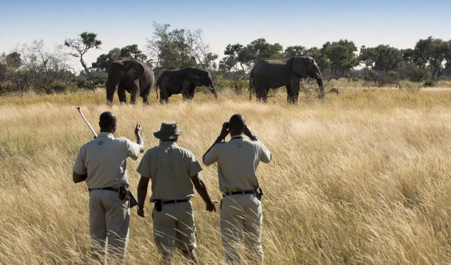 Safaris in Botswana