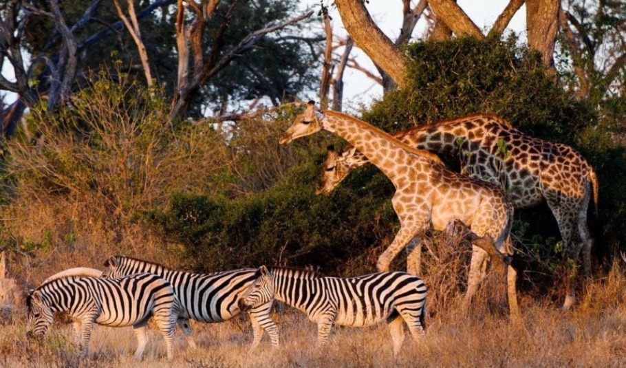 Okavango Delta Safari