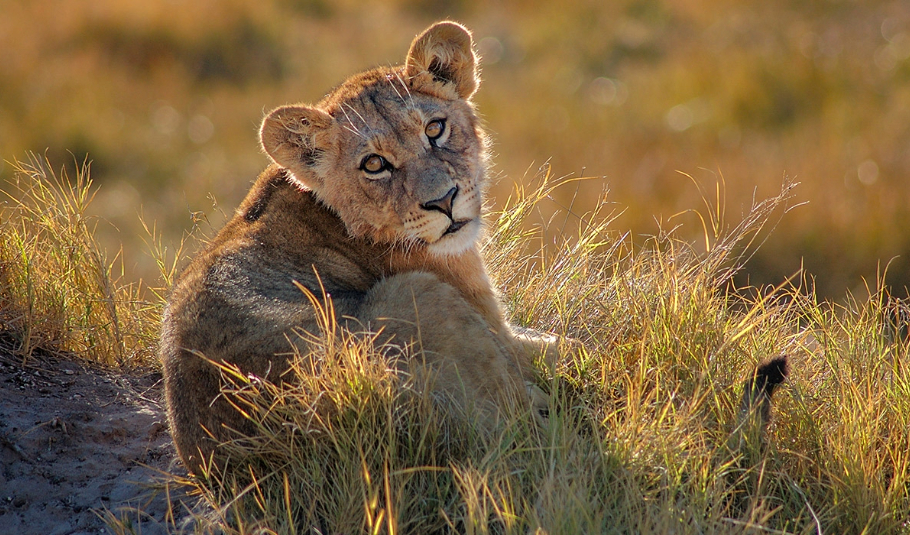 Photo Safari in Botswana