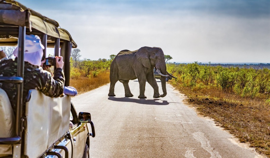 Safari In Botswana