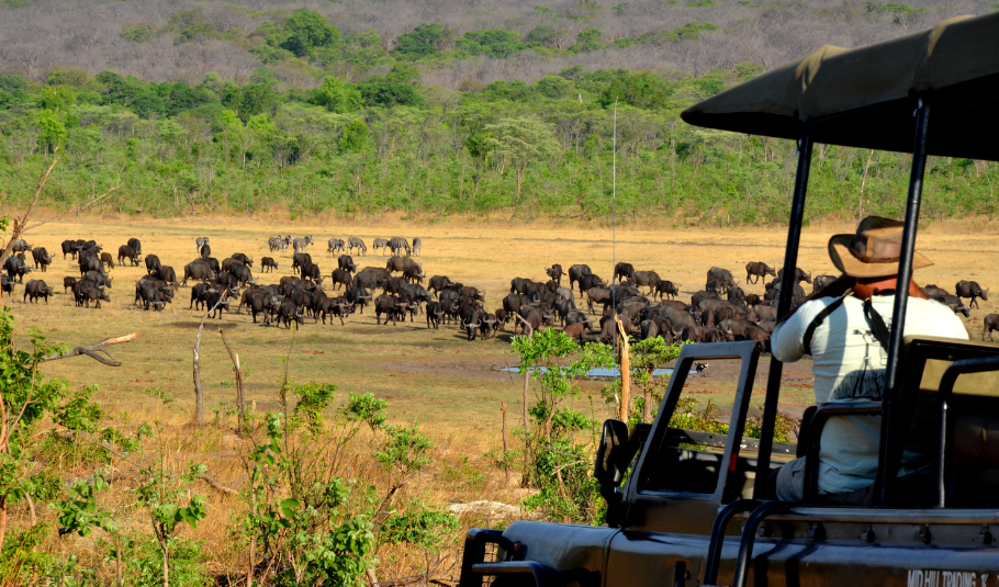 Victoria Falls Game Drive