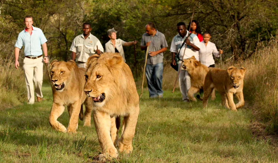 Walk with Lions in Victoria Falls