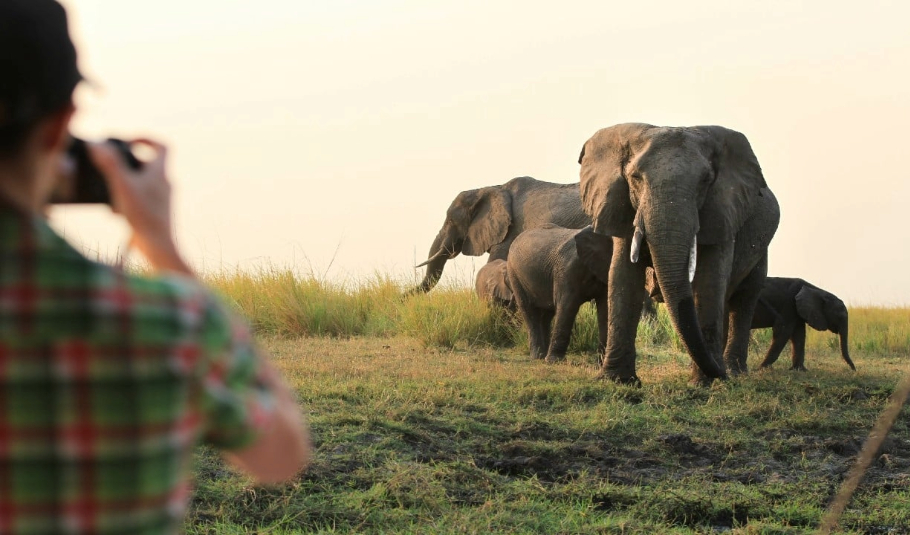 Best Time Of Year For Safari In Botswana