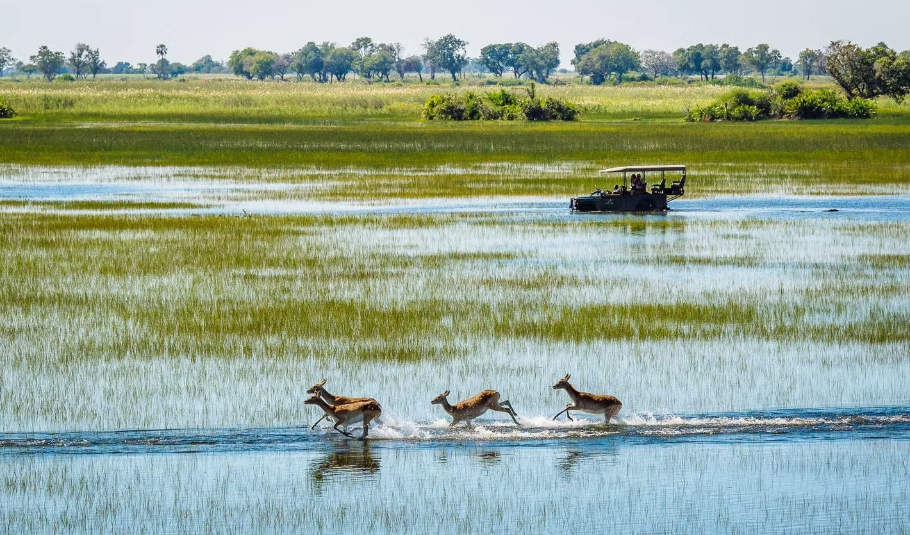 Best Time To Visit Okavango Delta