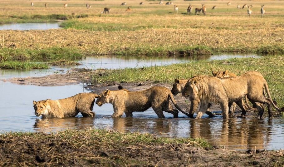  Botswana Wildlife