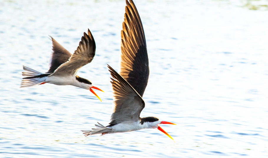 Birdwatching Tour In Chobe National Park