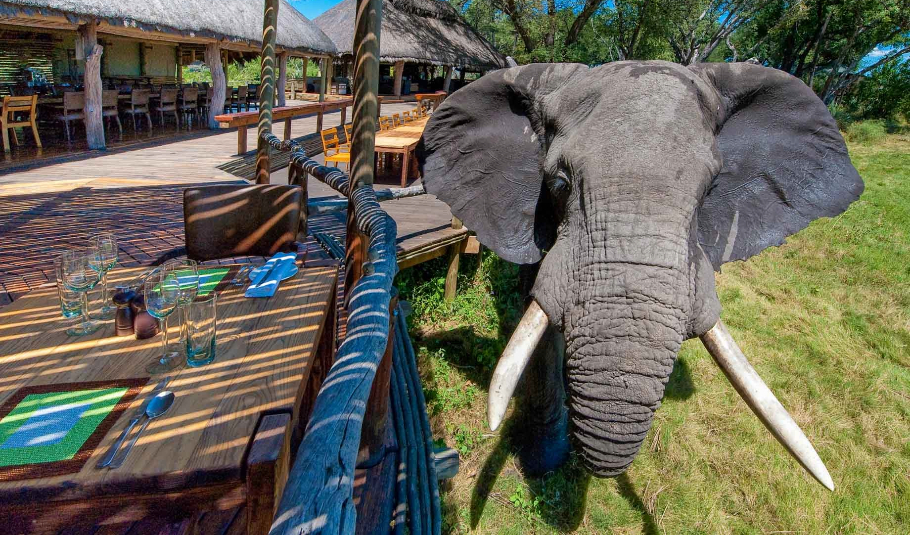 Botswana Safari Experience