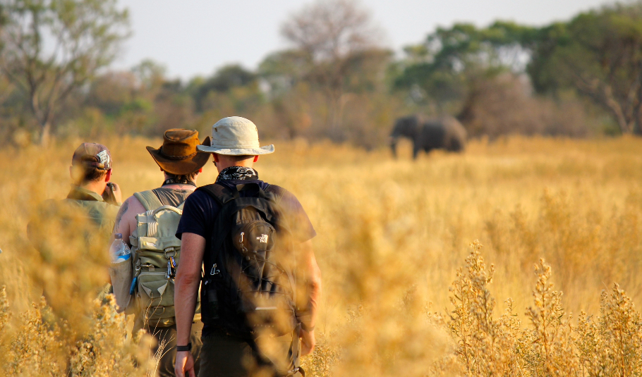 Botswana Safari