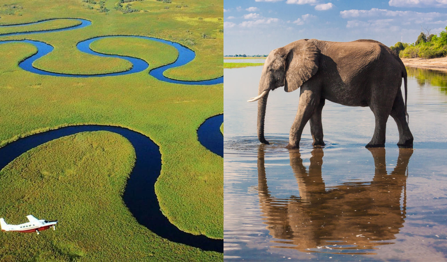 Botswana Safari