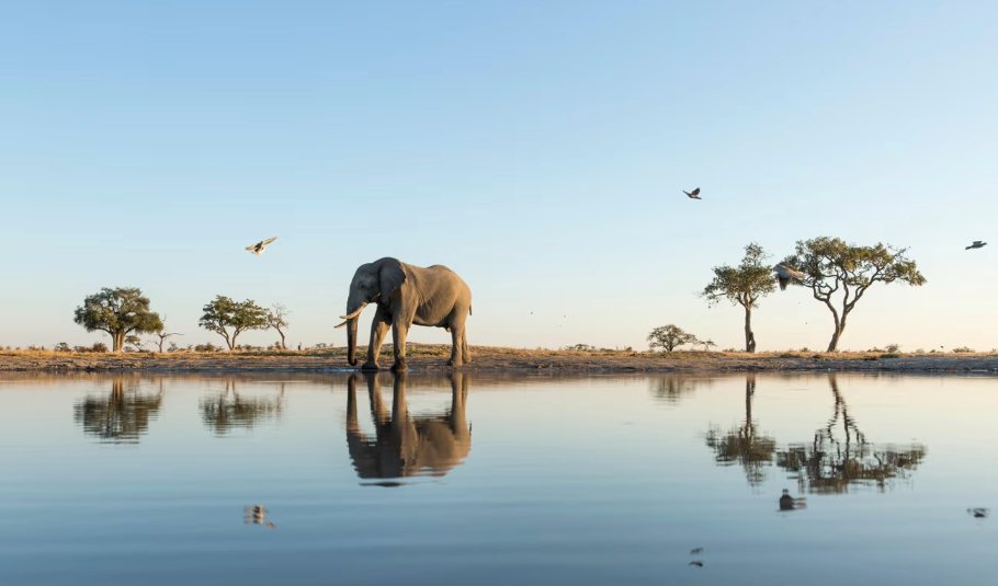 Botswana Safaris