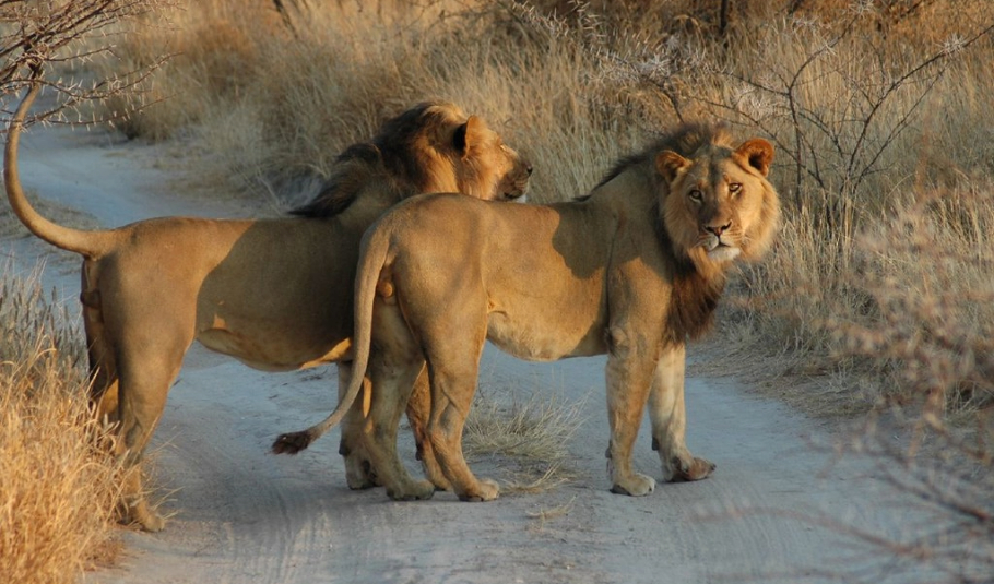 Chobe National Park