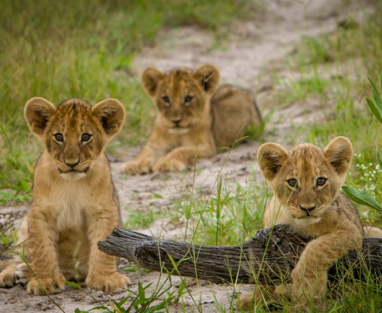 Botswana wildlife Safari