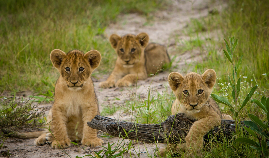 Botswana wildlife Safari