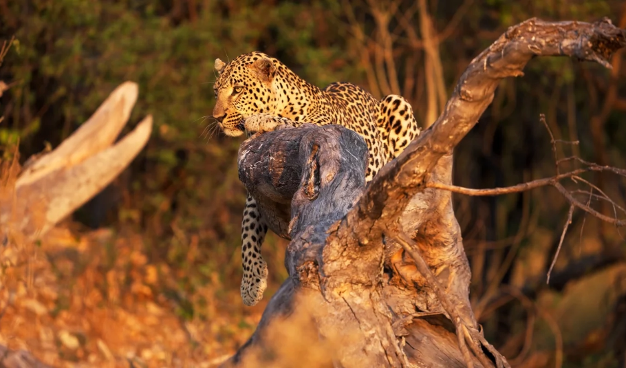 Botswana Wildlife