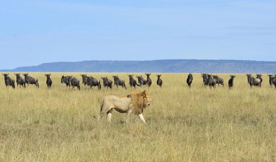 Chobe National Park Activities