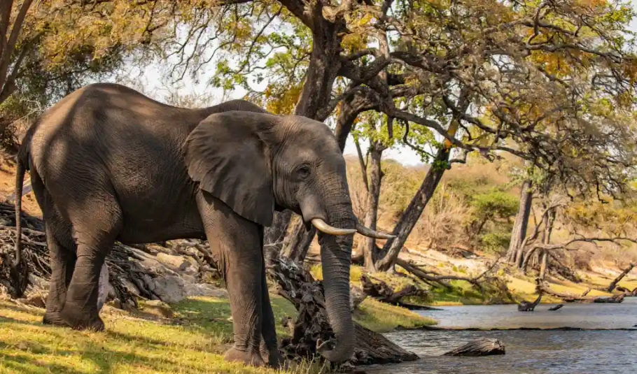 Chobe National Park Safari