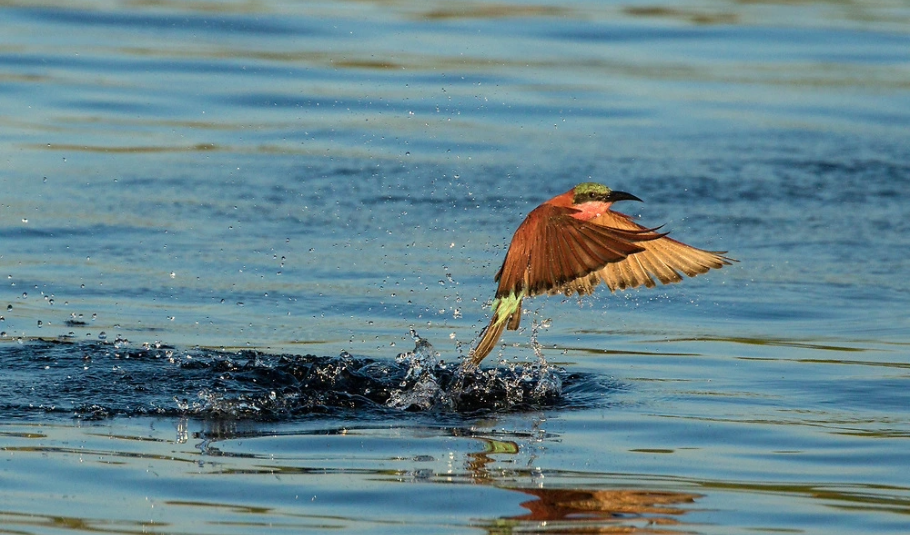 Chobe National Park Safari