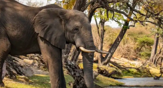 Chobe National Park Safari