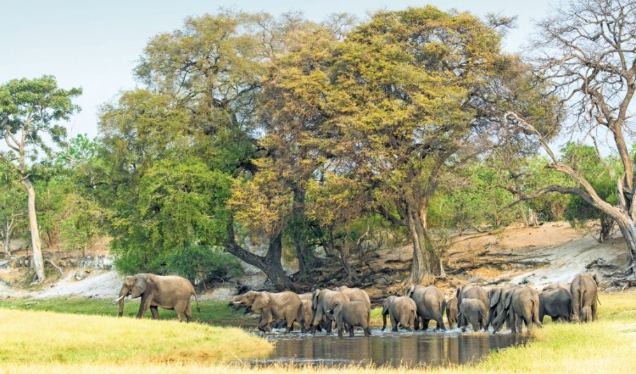 Chobe National Park Safari Tours