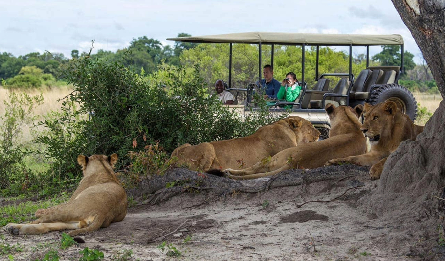 Chobe National Park Safari