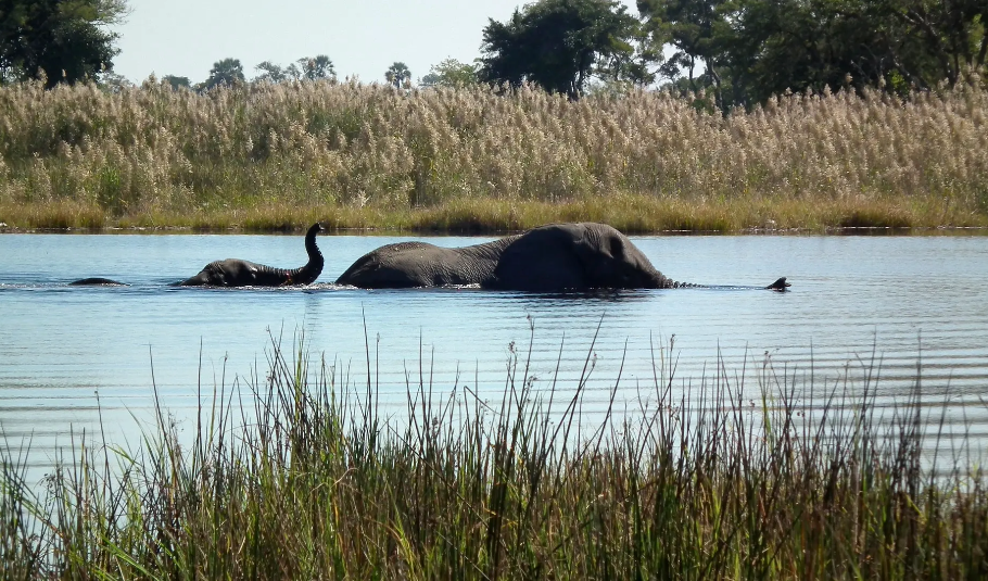 Chobe National Park Safari